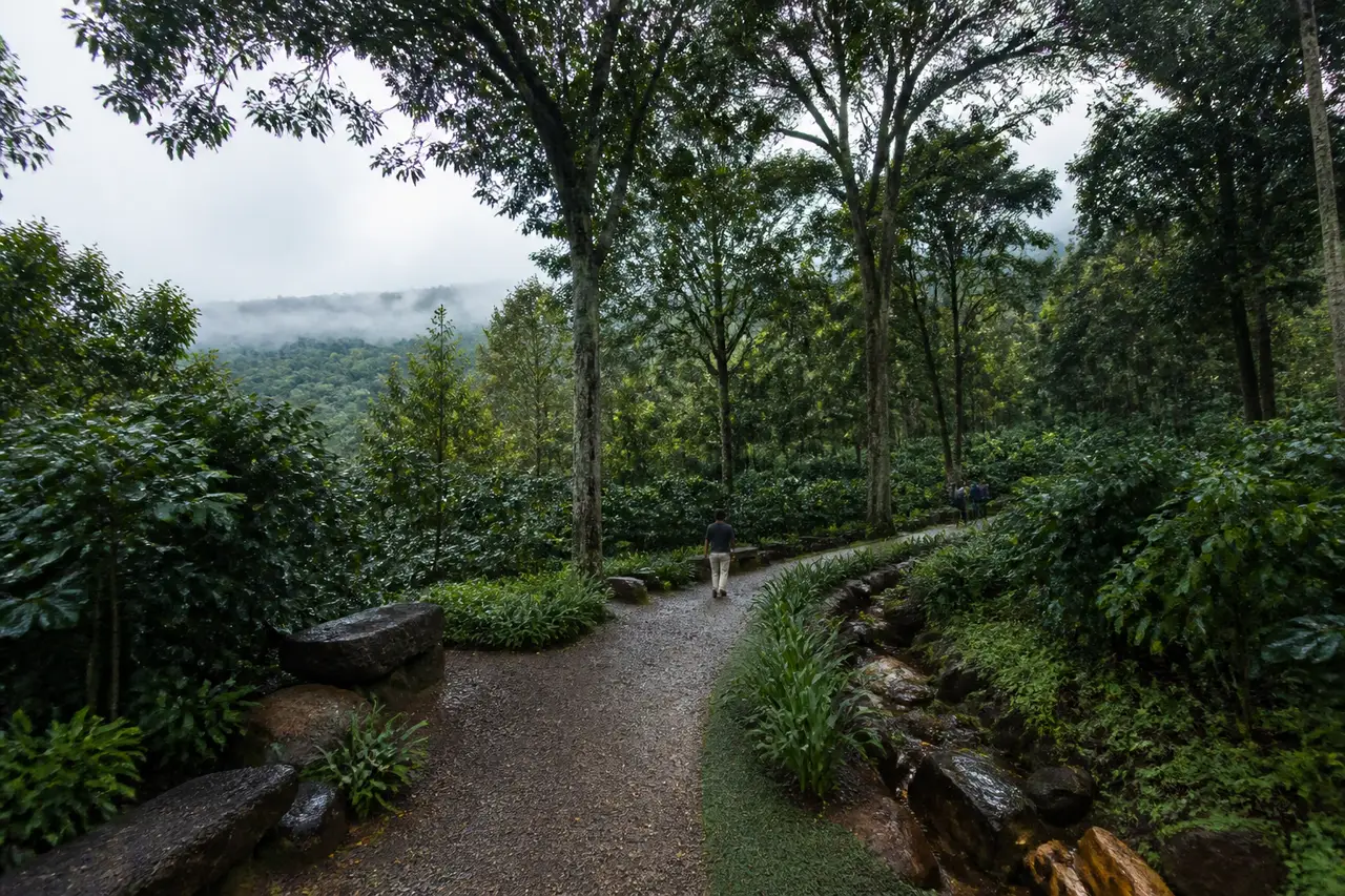 Conceptual walking trail through coffee-country woodland